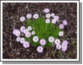 Osteospermum