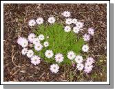 Osteospermum
