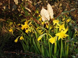 You know spring is here when the daffodils appear. Click photo for more signs of Spring 2008.