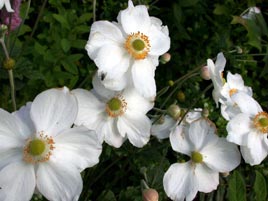 Lots of bright autumn colours in the gardens around Castlebar. Click photo for more floral colour.