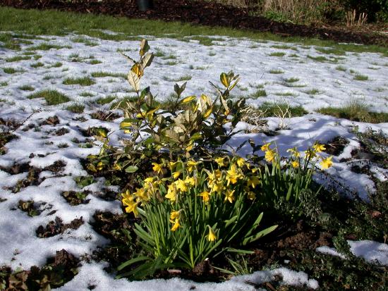 Daffodils in the melting snow - Castlebar 4th March 2006