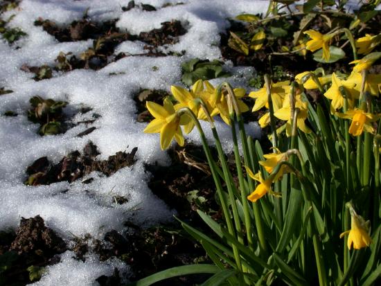 Daffodils in the melting snow - Castlebar 4th March 2006