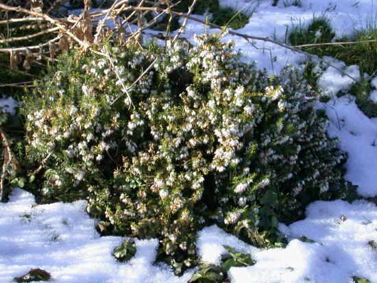 White Flowering Heather in the Melting Snow 4th March 2006