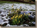 Daffodils in the melting snow - Castlebar 4th March 2006