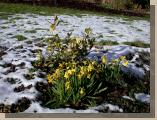 Daffodils in the melting snow - Castlebar 4th March 2006