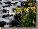 Daffodils in the melting snow - Castlebar 4th March 2006
