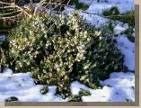 White Flowering Heather in the Melting Snow 4th March 2006