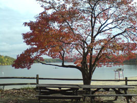 Frank Cawley took his mobile phone to photograph the famous New England Fall a few weeks back.