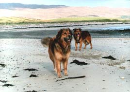 Dogs on Mulranney beach