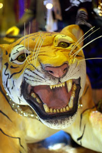 Frank Cawley has taken some festive photos. Click on the tiger to take a walk on the wild side!