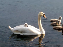 Bernard Kennedy has uploaded a new set of midsummer photos - this one from Derryhick Lake near Castlebar.