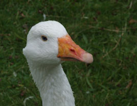 A Muckross Goose snapped by Gerry Ryder on a recent Kerry visit. Click photo for more from Gerry Ryder.