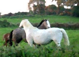 Painted ponies? Click photo for more images of horses uploaded to our DIY photo gallery.