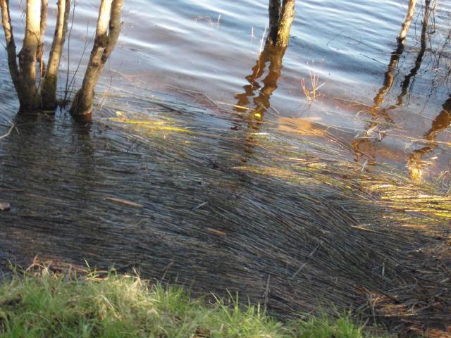 A Walk Along Lough Lannagh's Shores