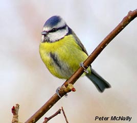 The common garden blue tit