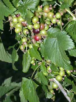 Berries in a Castlebar garden