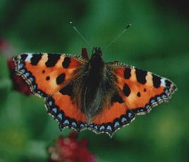 A butterfly or a moth? Click for more from Frank Cawley