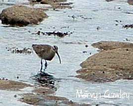 A whimbrel spotted at Enniscrone earlier this month by Mayo Birdwatch