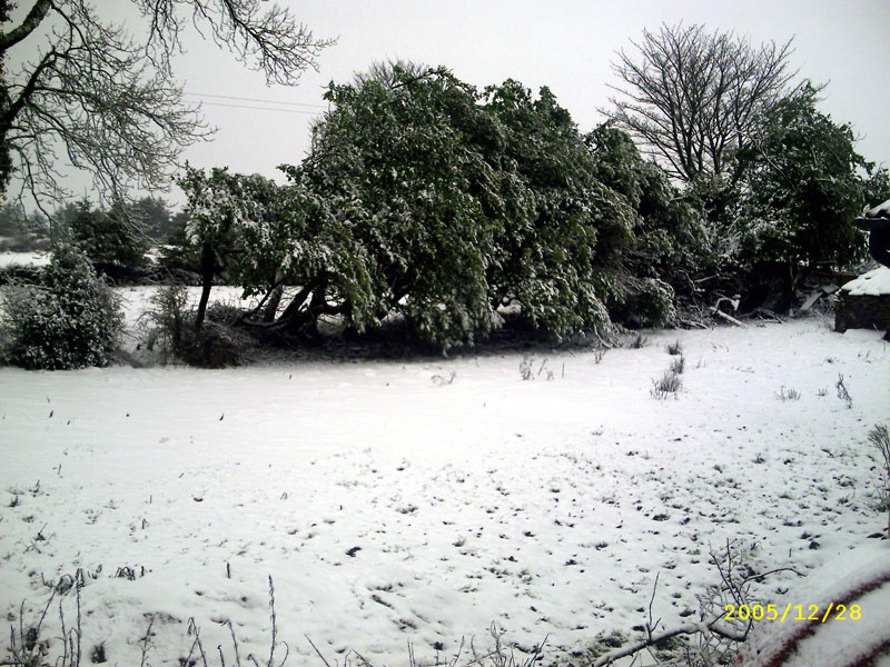 This photo was taken an 29 December 2005 at Kilmovee Charlestown 