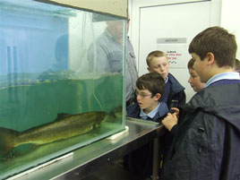 Newport National School visit the world famous salmon research centre at the Marine Institute in Furnace. Click photo for more about Newport Green School activities.
