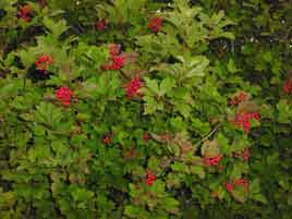 Blackberry season