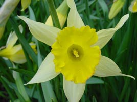 Daffodil Day 2005