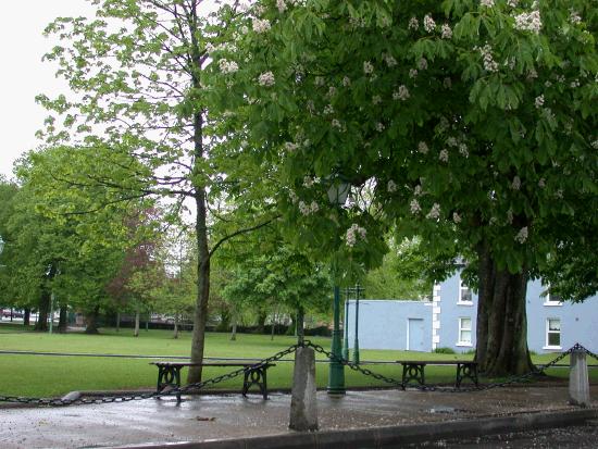 Chestnut Trees in full bloom on the Mall, Castlebar