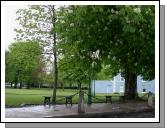 Chestnut Trees in full bloom on the Mall, Castlebar