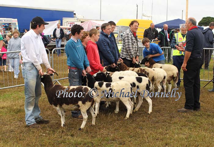 Judging Jacob Sheep at Bonniconlon 61st Agricultural Show and Gymkhana Photo: © Michael Donnelly