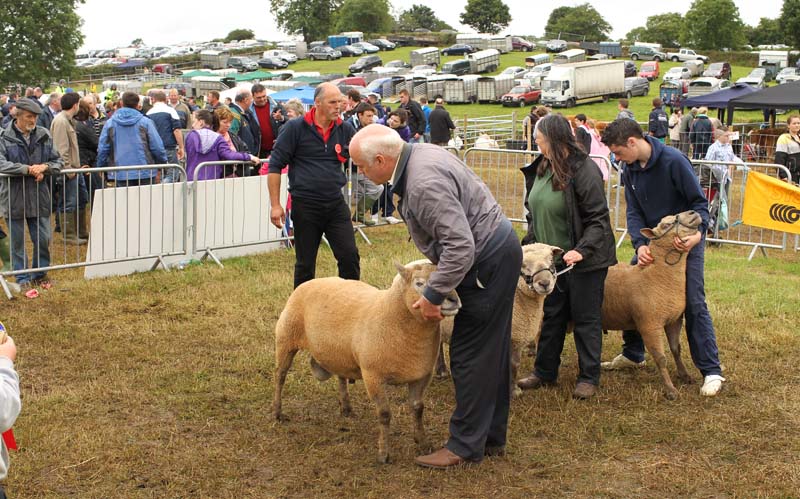 Judging the final selection the the Vendeen Ram Class at Bonniconlon 61st Agricultural Show and Gymkhana. Photo: © Michael Donnelly