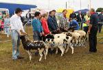 Judging Jacob Sheep at Bonniconlon 61st Agricultural Show and Gymkhana Photo: © Michael Donnelly