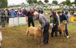 Judging the final selection the the Vendeen Ram Class at Bonniconlon 61st Agricultural Show and Gymkhana. Photo: © Michael Donnelly
