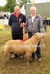 John Pickard (Judge) pictured wit Tom Duffy Belmullet and his Vendeen Ram at Bonniconlon 61st Agricultural Show and Gymkhana Photo: © Michael Donnelly
