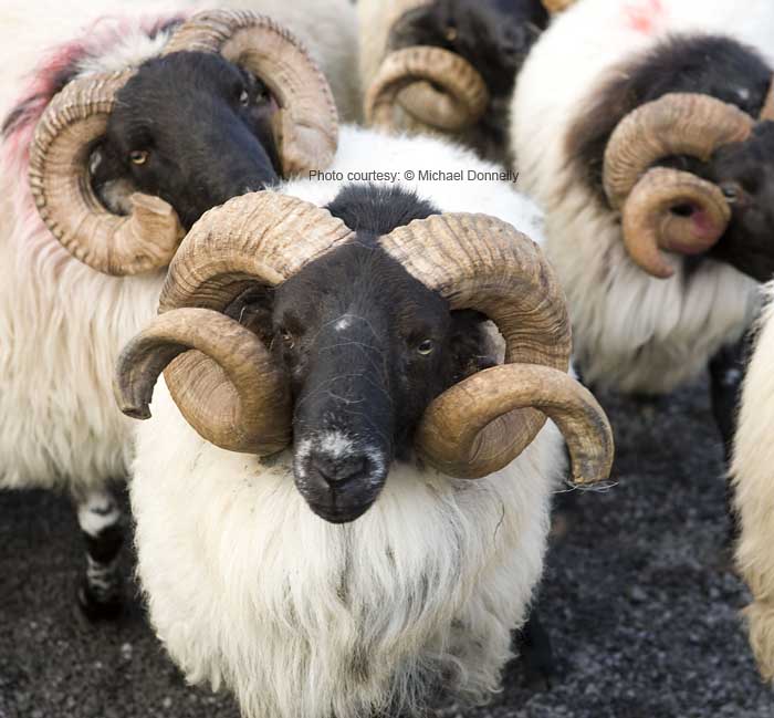 Leader of the Flock at the 21st Achill Sheep Show (Taispentas Caorach Acla 2007) at Pattens Bar Derreens Achill. Photo:  Michael Donnelly