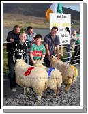 Winner of  Best Crossbred Ewe Lamb (Open) at the 21st Achill Sheep Show (Taispentas Caorach Acla 2007) at Pattens Bar, Derreens Achill was Padraic Ryder Kilbride Newport; 2nd Lee and Sean Mooney Dooagh; and 3rd John Dyra, Newport. Photo:  Michael Donnelly