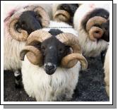 Leader of the Flock at the 21st Achill Sheep Show (Taispentas Caorach Acla 2007) at Pattens Bar Derreens Achill. Photo:  Michael Donnelly