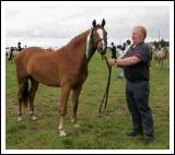 Tommy Gibbons, Mayfield, Claremorris pictured with the Champion Pony at the 88th Claremorris Agricultural Show.
Photo:  Michael Donnelly
