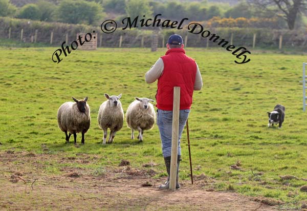 Kieran Doherty, Islandeady in action with his dog Bob at the Sheepdog trials at the 2009 Mayo County Ploughing Championships at Claremorris. Photo:  Michael Donnelly