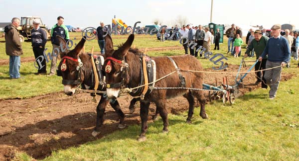 Liam Flynn, Tubbercurry Sligo ploughs with his pair of Donkeys at the 2009 Mayo County Ploughing Championships at Claremorris assisted by driver Denis Feehily, Calry, Sligo. Photo:  Michael Donnelly