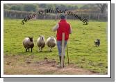 Kieran Doherty, Islandeady in action with his dog Bob at the Sheepdog trials at the 2009 Mayo County Ploughing Championships at Claremorris. Photo:  Michael Donnelly
