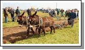 Liam Flynn, Tubbercurry Sligo ploughs with his pair of Donkeys at the 2009 Mayo County Ploughing Championships at Claremorris assisted by driver Denis Feehily, Calry, Sligo. Photo:  Michael Donnelly