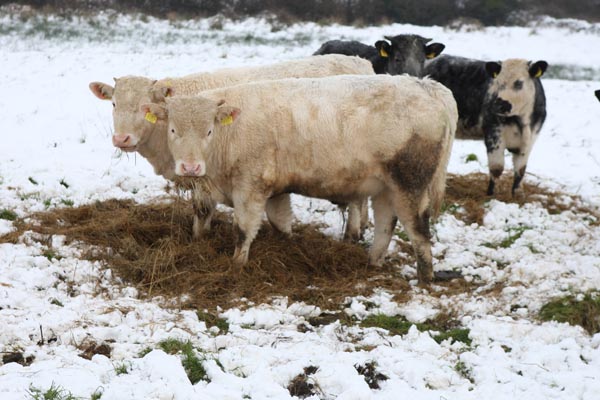Cattle in Ballyheane enjoying a bit of silage after the snow fall on Friday 4th January 2008. Photo:  Michael Donnelly