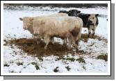 Cattle in Ballyheane enjoying a bit of silage after the snow fall on Friday 4th January 2008. Photo:  Michael Donnelly