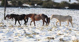 Michael Donnelly was out and about in yesterday's heavy snowfall. Click photo for some more whiteness from Castlebar.