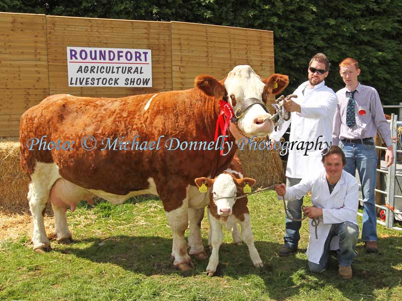  'Fearna Tiffany'  was the Overall Champion Simmental of Roundfort Agricultural Show 2012, Shown the Neenan Bros Ballyhaunis included in photo is Sean MGarry (Judge). Photo: © Michael Donnelly Photography
