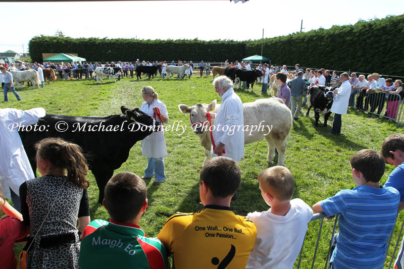 Judging  the "1300 Euro All Ireland Heifer Championship" sponsored by Connacht Gold and Roundfort Show at Roundfort Agricultural Show. Photo: © Michael Donnelly Photography