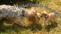 Tiny and Tinier at Roundfort Agricultural Show Photo: © Michael Donnelly Photography