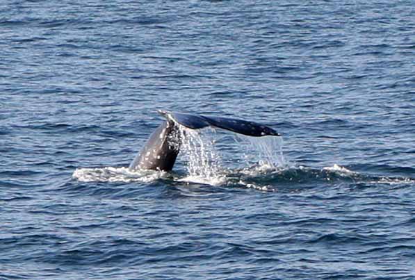 Whale Watching Cruise on Pacific Ocean on board the "Christopher"  from Long Beach Los Angeles. Photo Michael Donnelly