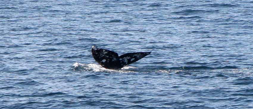 Whale Watching Cruise from Long Beach. Photo Michael Donnelly