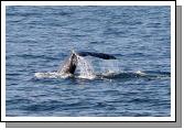 Whale Watching Cruise on Pacific Ocean on board the "Christopher"  from Long Beach Los Angeles. Photo Michael Donnelly